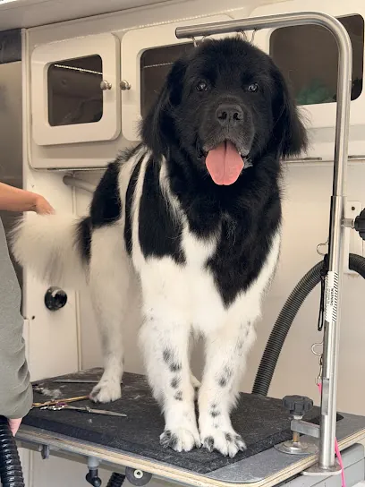 Aussie and Friends Mobile Dog Grooming — photo from their website