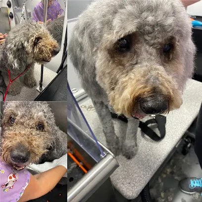 Pawmetto Puppy Cuts Mobile Dog Grooming — photo from their website