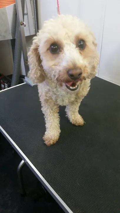 Ken Montgomery Hair of the Dog - FULL SERVICE MOBILE PET GROOMING — photo from their website