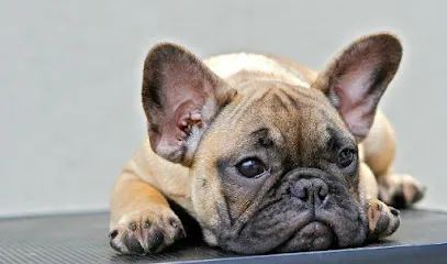 Roberto's Mobile Grooming — photo from their website