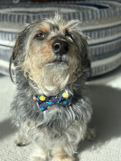 Heart to Paw mobile pet care — photo from their website