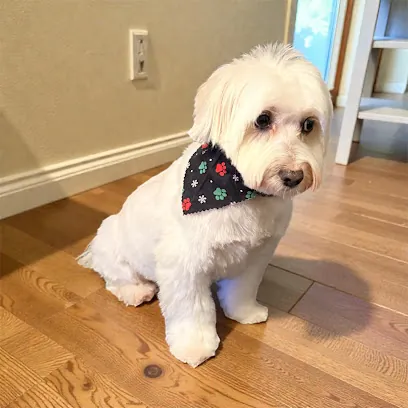 Tidy Tails Mobile Dog Grooming — photo from their website