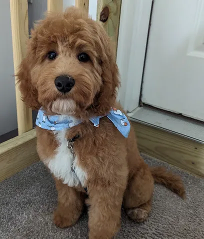 Bubbles' Grooming Parlor and Mobile — photo from their website