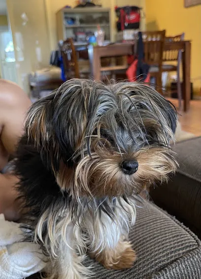 Shampoodles Mobile Dog Salon — photo from their website