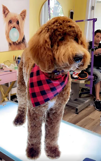 Buzzy Bees Mobile Pet Grooming — photo from their website
