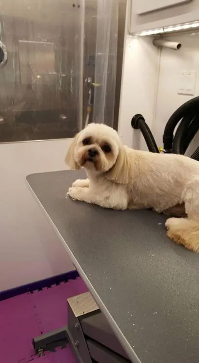 Barking Style Mobile Grooming — photo from their website