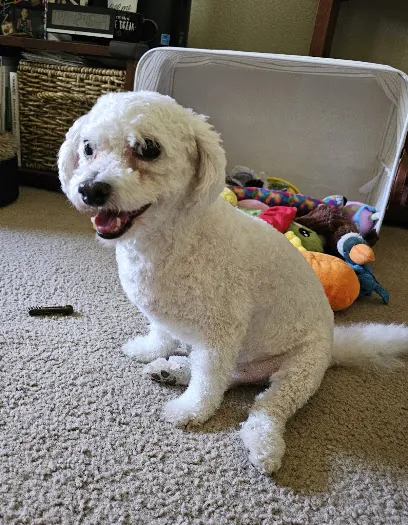 Muddy Paws Mobile Pet Grooming — photo from their website