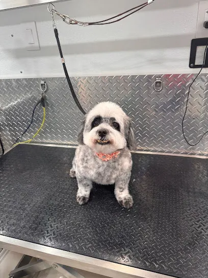Tias Mobile Pet Grooming in Pembroke Pines — photo from their website