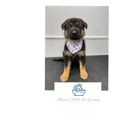 Midtown Pet Grooming — photo from their website