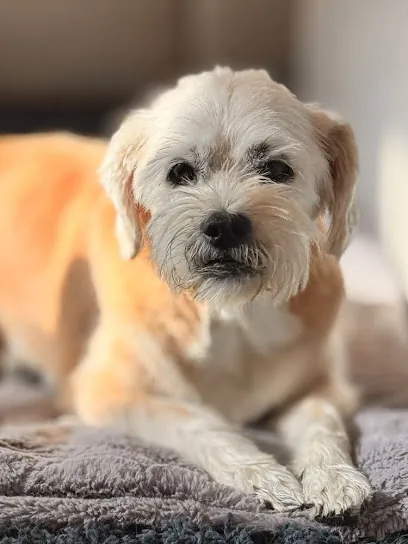Yolanda's Mobile Pet Grooming LLC — photo from their website