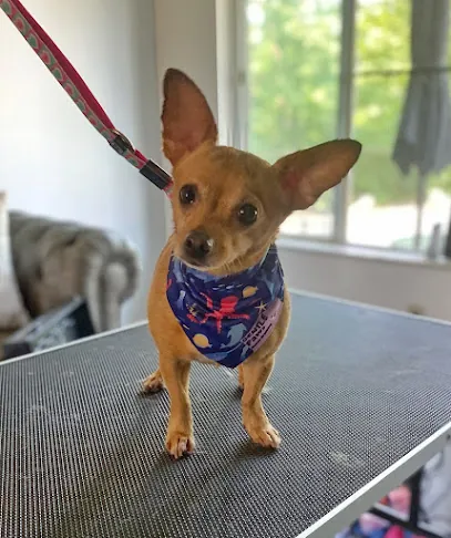 Gentle Paws House Call Grooming — photo from their website