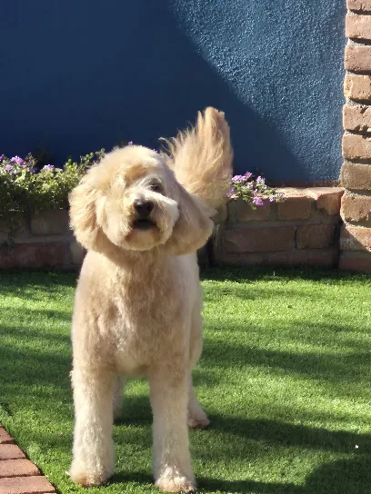 Yvonne Irene's Mobile Dog Grooming — photo from their website