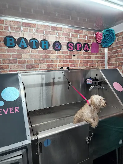A Furever Occasion (Mobile Dog Grooming) — business logo from Google