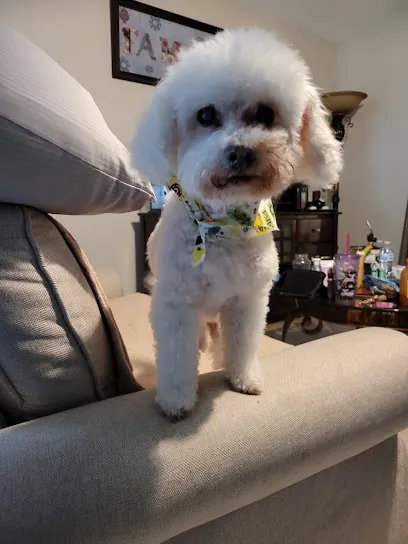 Dogs With Style Mobile Grooming — business logo from Google