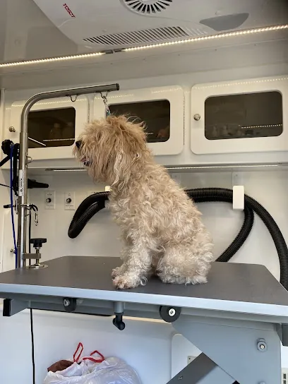 DapperTails Mobile Pet Grooming — photo from their website