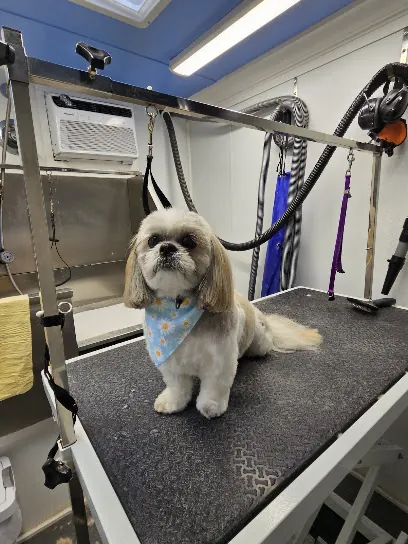 Foxy Dogz Mobile Grooming — business logo from Google