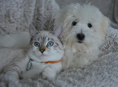 A Splash of Glamour Mobile Paw Spa, LLC — photo from their website
