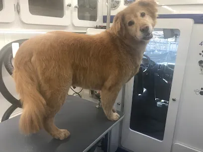 Jazzy Tails Mobile Dog Spa, LLC — photo from their website