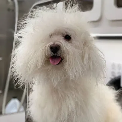 Caya's Mobile Grooming — photo from their website