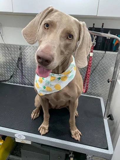 The Hammocks Mobile Pet Grooming — photo from their website