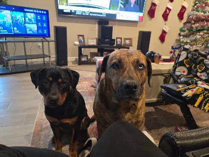 Helping Paws Mobile Pet Care LLC — photo from their website