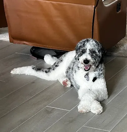 Pampered Pooch Mobile Grooming Salon — photo from their website