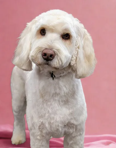 Pawsh Paws Mobile Dog Grooming — photo from their website