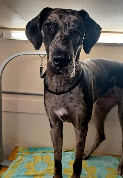 Alpha Dog mobile pet grooming — photo from their website