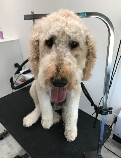 On The Spot Mobile Pet Spa — photo from their website
