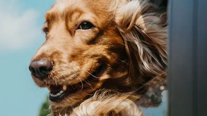 St George Mobile Dog Grooming — photo from their website