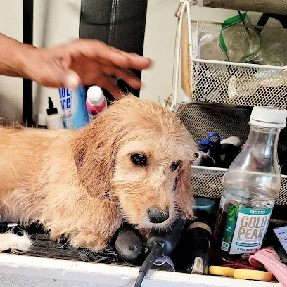 4 Paws Mobile Dog Grooming — photo from their website