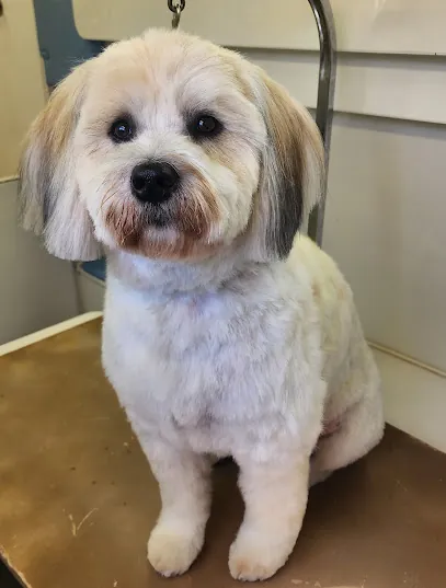 Splish Splash Mobile Dog Grooming — photo from their website