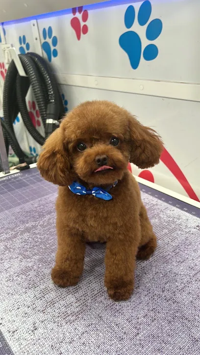 Maggie And Chris Mobile Grooming — photo from their website