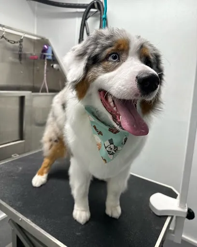 Bears Paw Mobile Grooming — photo from their website