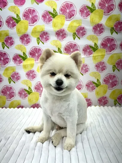 The Doggy Detour Mobile Dog Grooming — photo from their website