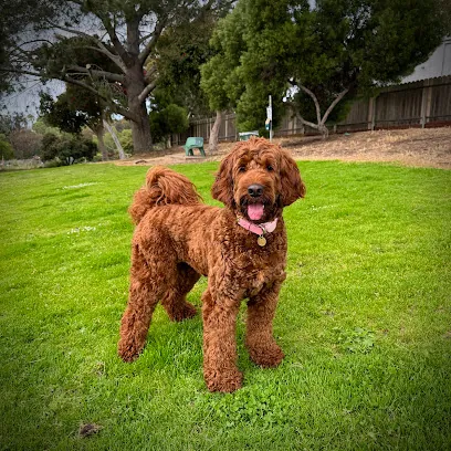 San Diego Pet Mobile Grooming — photo from their website