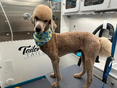 Tailored Tails Mobile Grooming — photo from their website