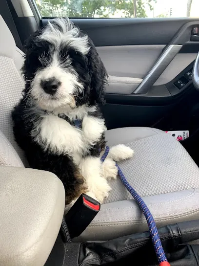 Paw Nail Trimz - Mobile Vet Tech — photo from their website