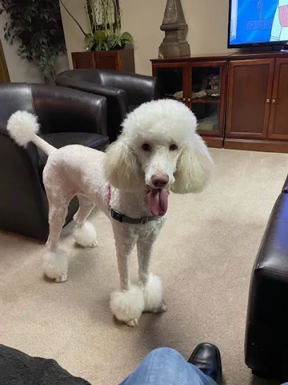 Clip N Go Mobile Dog Grooming Company — business logo from Google