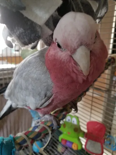 Mobile Bird Grooming, WINGS, NAILS, BEAKS...Las Vegas NV — photo from their website