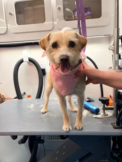 Long Island Mobile Grooming — photo from their website