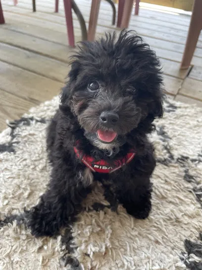 A Hair 2 Long Mobile Pet Grooming — photo from their website