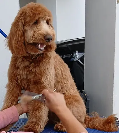 Wiggles & Wash Mobile Dog Grooming — photo from their website