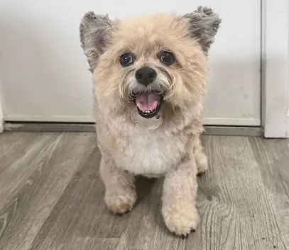 Beauty and the BEST mobile grooming — photo from their website