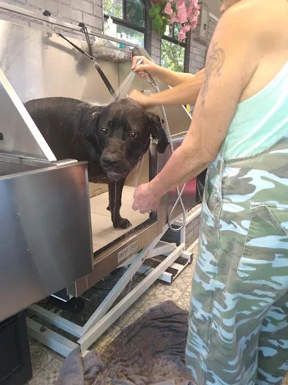 Misty Paws Mobile Grooming — photo from their website