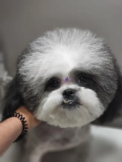 Groomer at Home — business logo from Google