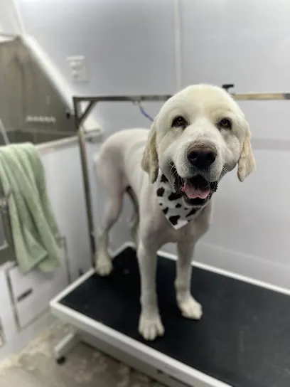 Desert Dogs Mobile Grooming — photo from their website
