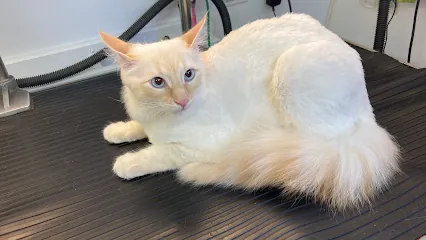 Amanda's Mobile Cat & Small Dog Grooming — photo from their website