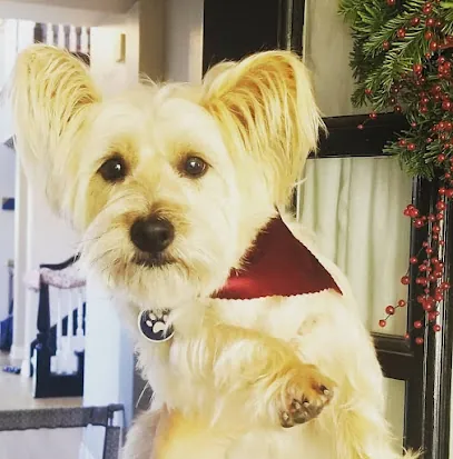 Luxe Mobile Pet Grooming — photo from their website