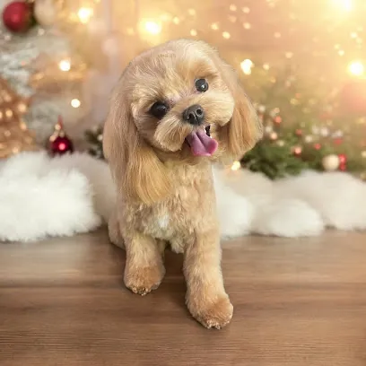 Allie Bee Mobile Pet Grooming — photo from their website